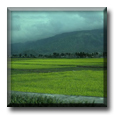 Rice fields in Taiwan - Teaching English in Taiwan