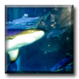 More shark tank action - ESL in Taiwan