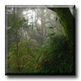 English Teachers hiking through mist and forest